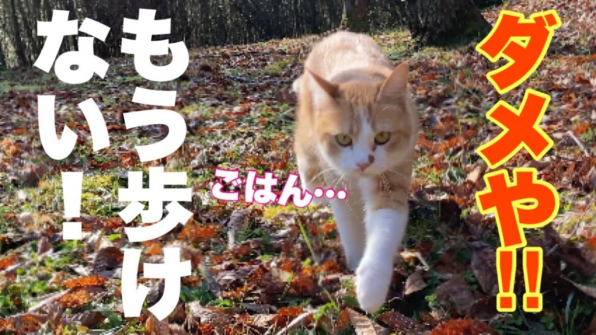 感動!茶トラ猫の兄妹が山奥で遊んでいるだけで胸が熱くなる訳がコレ!【猫散歩】 感動!茶トラ猫の兄妹が山奥で遊んでいるだけで胸が熱くなる訳がコレ!【猫散歩】