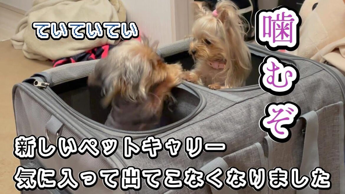 犬に新しいペットキャリーを買ったら出てこなくなりました