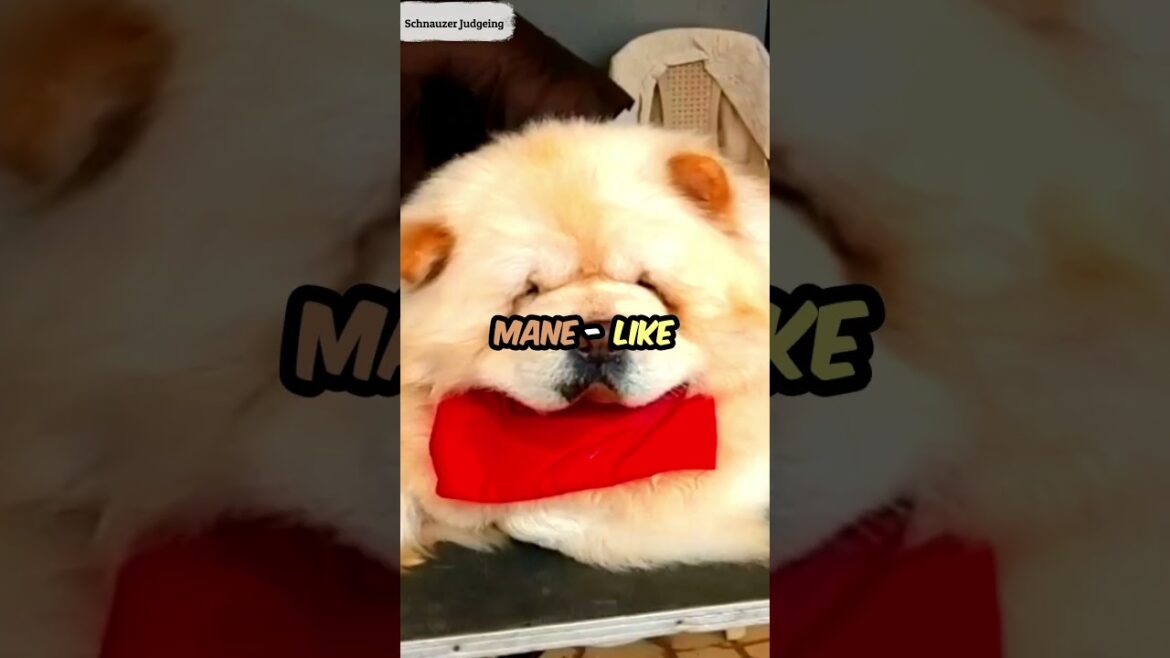 CHOW CHOW Breed Info #shorts  #trending  #chowchowdogfacts