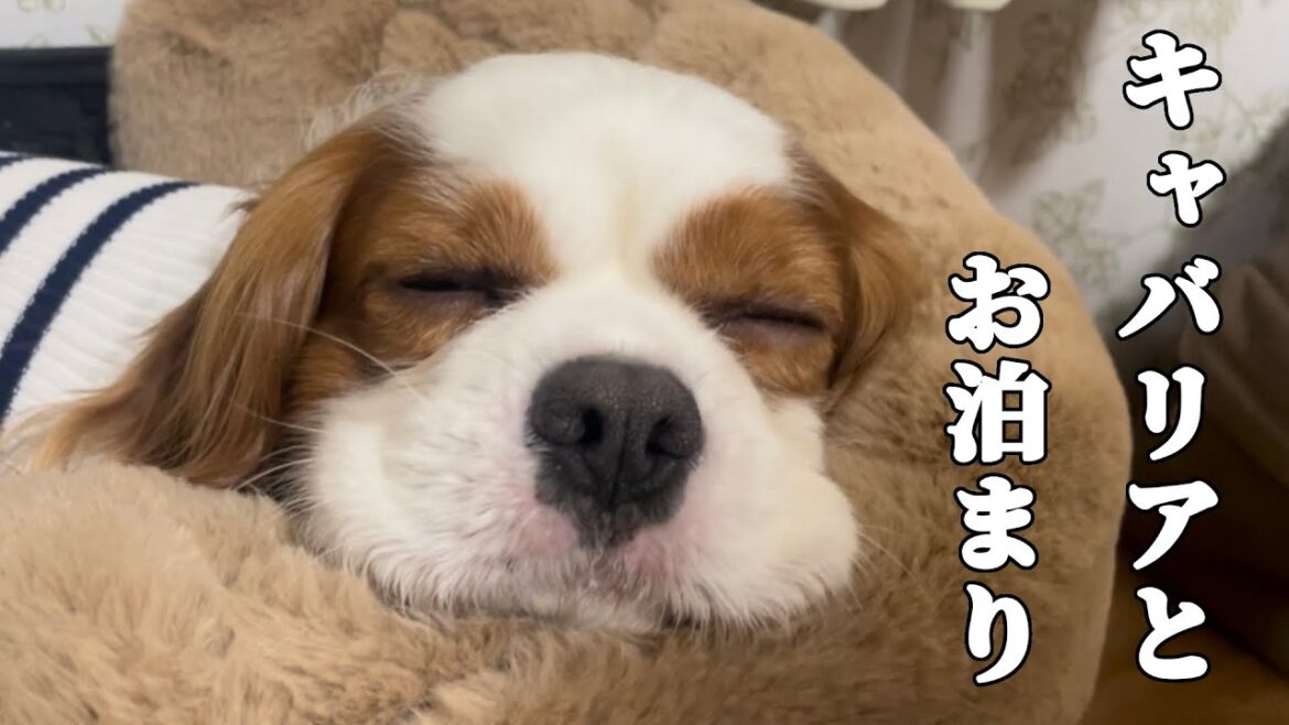 キャバリアのイベントに向けて前泊‼︎可愛いキャバ達とのお泊まりで癒されました… キャバリアのイベントに向けて前泊‼︎可愛いキャバ達とのお泊まりで癒されました…