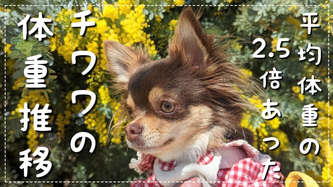 平均体重の2.5倍でやってきたチワワは今何キロ？１歳～２歳チワワの体重推移【チワワ】【チョコタン】