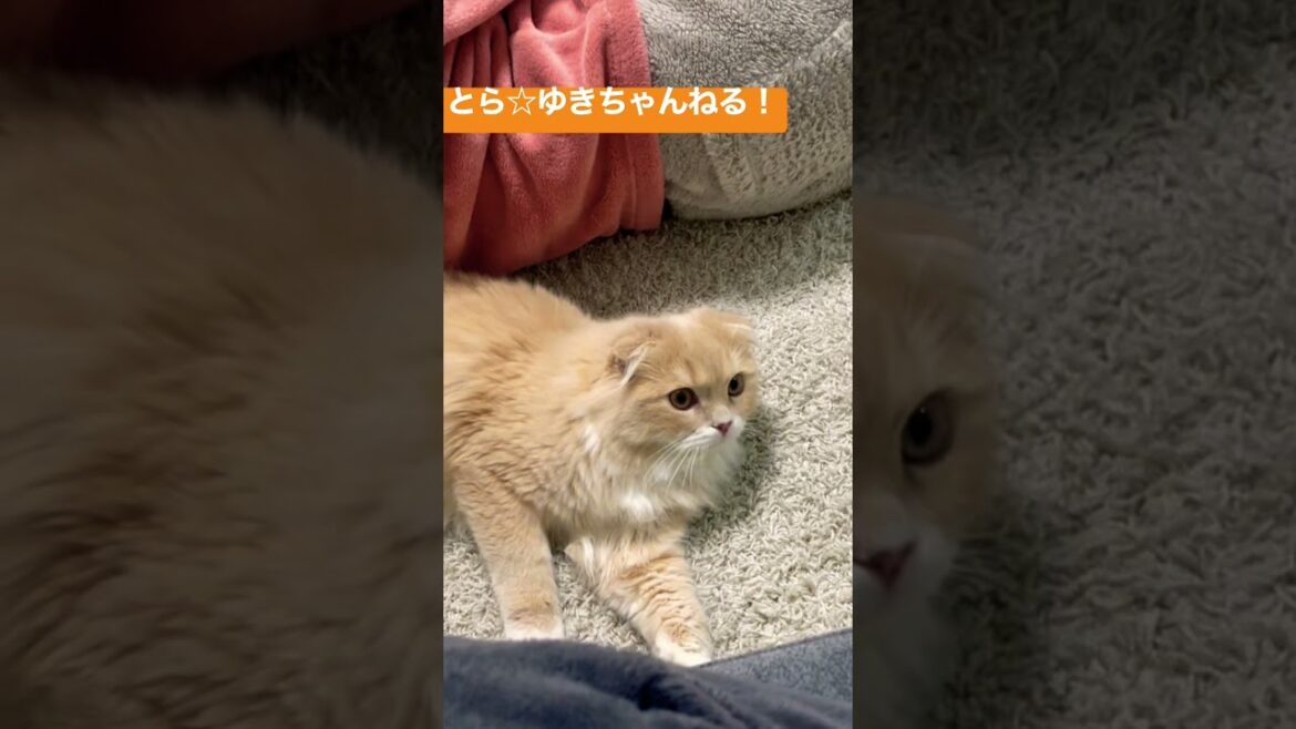 パパが大好きすぎて離れようとしない子猫🐈【スコティッシュフォールド】