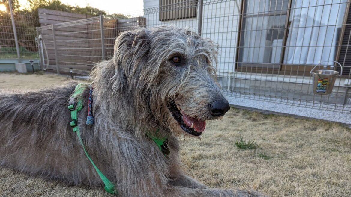 Irish wolfhound,Borzoi Go on a trip SIDE-BY-SIDE DOG COTTAGE