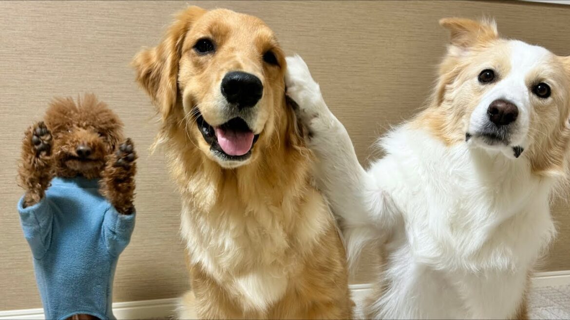 やばい動画がUPされることについて.../視聴者様からのプレゼント開封🎁【＃ボーダーコリー＃ゴールデンレトリバー】