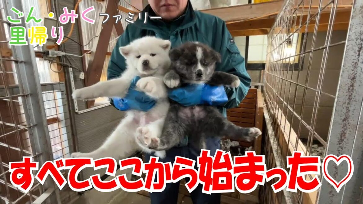 すべてここから 始まった♡　ごん・みくファミリー里帰り♡　秋田犬【ごん・みく チャンネル】