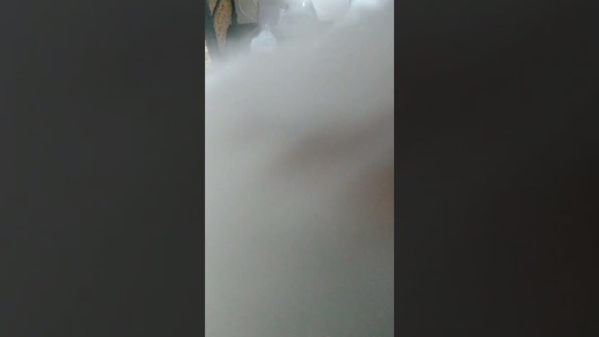 今日のしろすけ