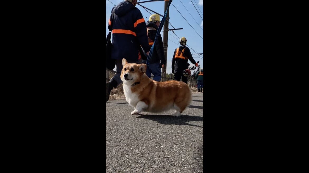 フレンドリーな鉄道作業員さん達に声をかけられるコーギー / Corgi being greeted by friendly railway workers #コーギー #sakura #サクラ