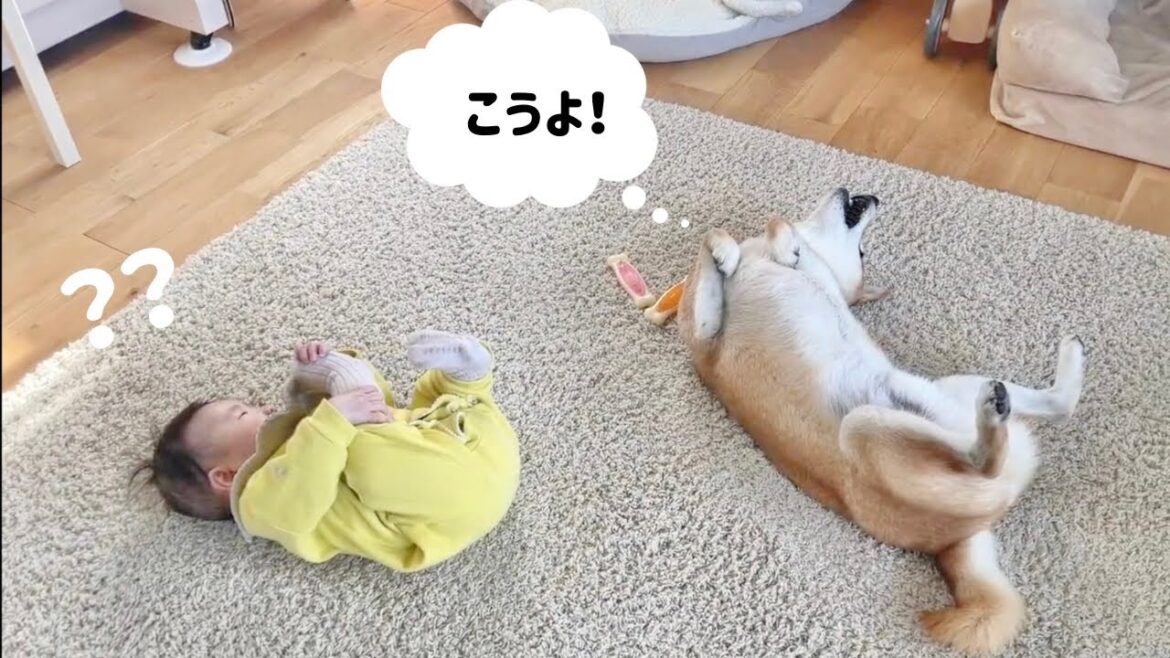 赤ちゃんが足つかんで遊んでると隣で対抗してくる柴犬兄貴