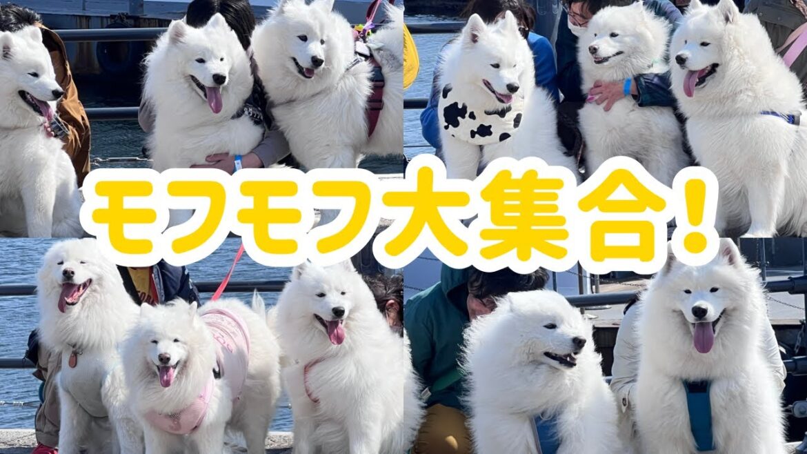 【サモエド】「赤レンガでわんさんぽ」に大集合したサモエドに癒されました