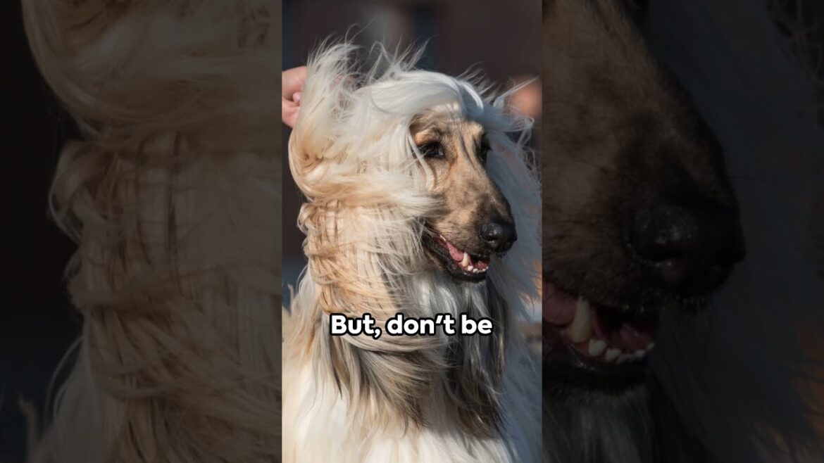 The Majestic Afghan Hound