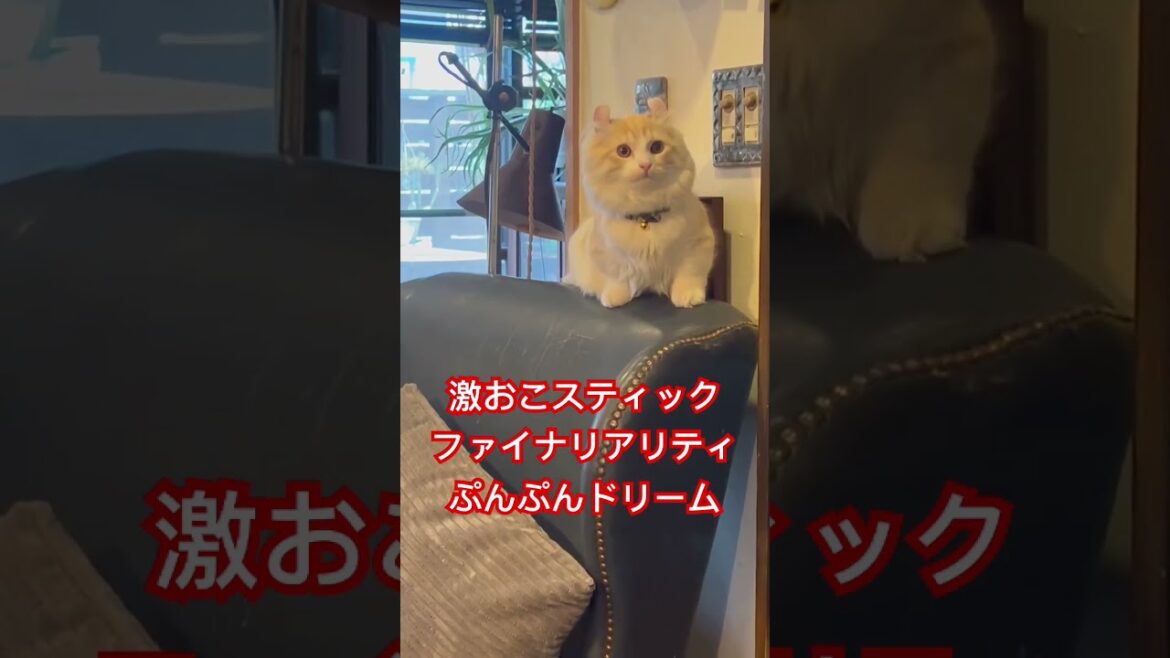 何かを訴えかける仔猫　#shorts　#猫 　#キンカロー