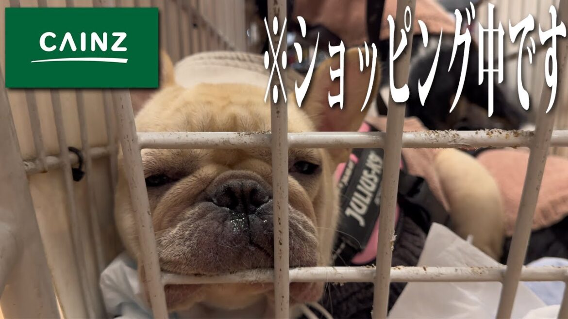 【カインズ 購入品】愛犬と一緒に楽しいカインズでお買い物！のはずが...　#カインズ  #愛犬