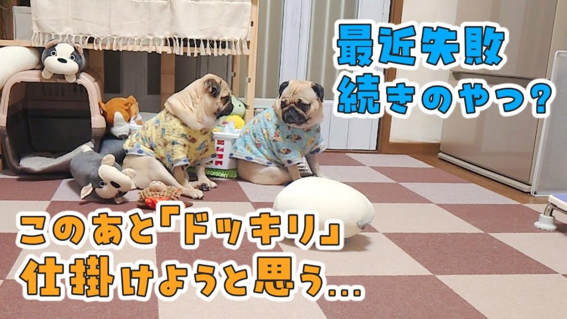母がゴミ捨てに行ってる間のパグ達がコソコソしてた｜帰ってきたらごはんが待ってる｜パグのぺろぽん兄弟pug犬｜