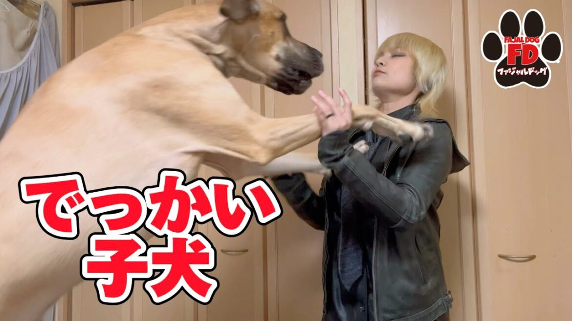 【超大型犬】イタズラを悪気なく報告するグレートデン子犬！