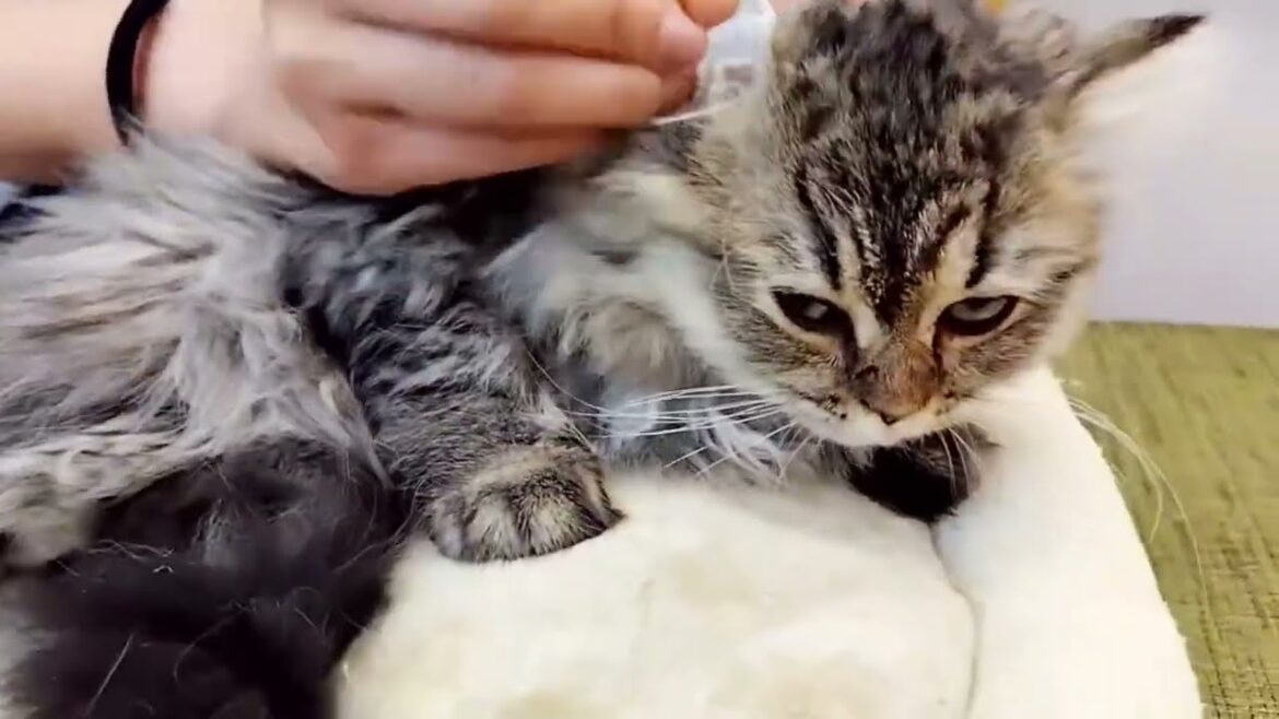 【2024年3月21日】ペルシャちゃんが耳掃除にチャレンジ!