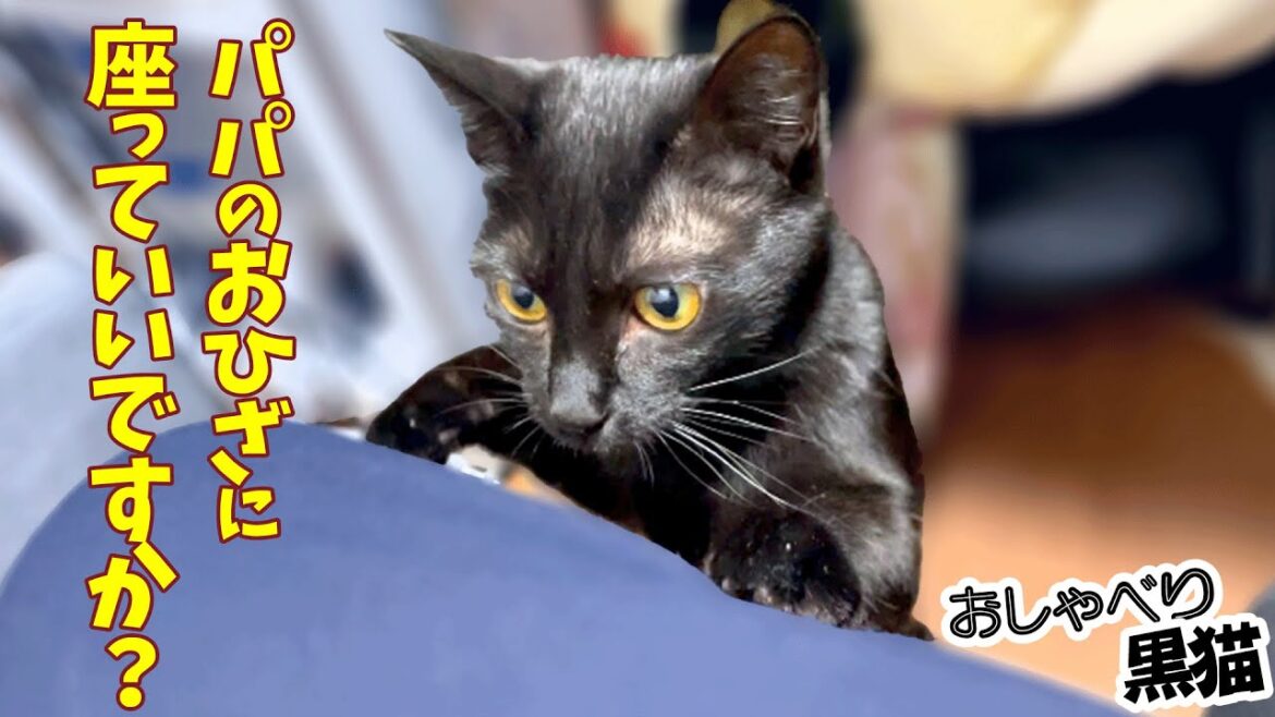 パパに「ここを撫でて」「こっちも」っておねだりする黒猫ちゃんはお礼にお見送りしてくれます