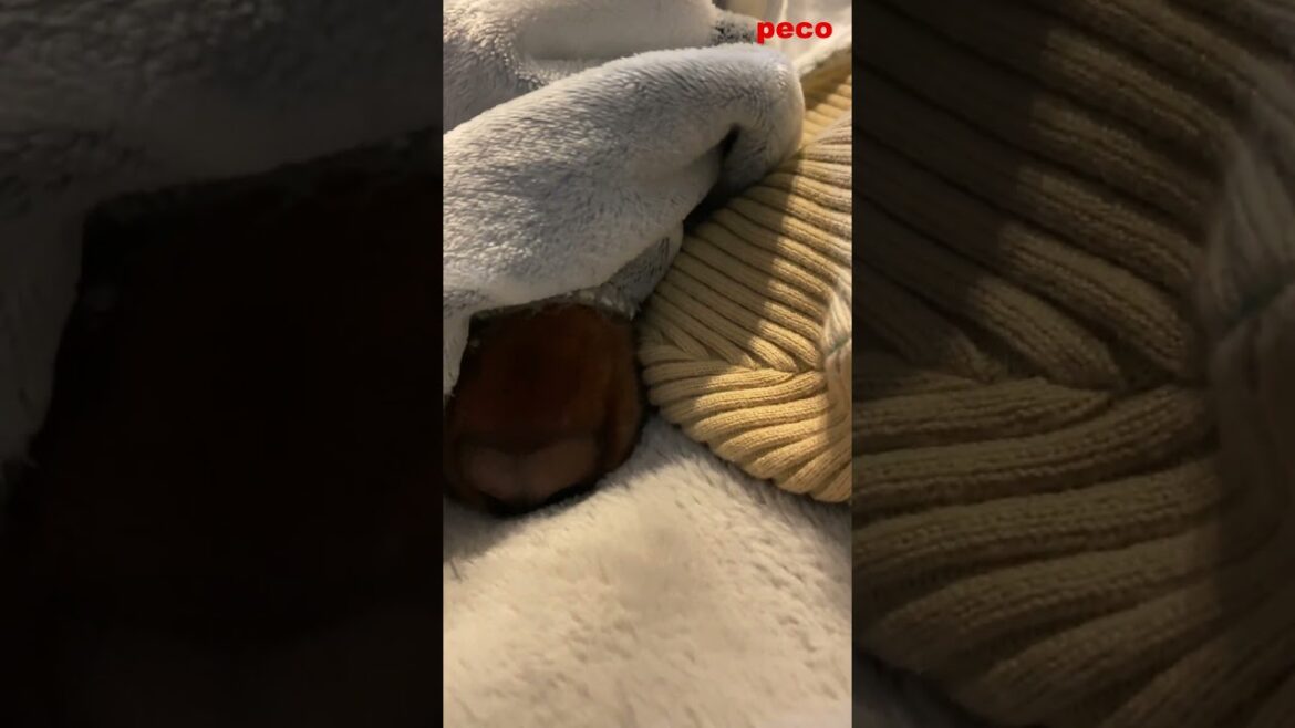ぐだぐだな感じ  #shorts #dog（peco）　アイリッシュセター（アイリッシュセッター） Irish Setor（Irish Setter）