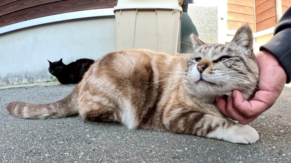 渦巻き模様のシャム猫がビビりながら人間にモフられる 渦巻き模様のシャム猫がビビりながら人間にモフられる