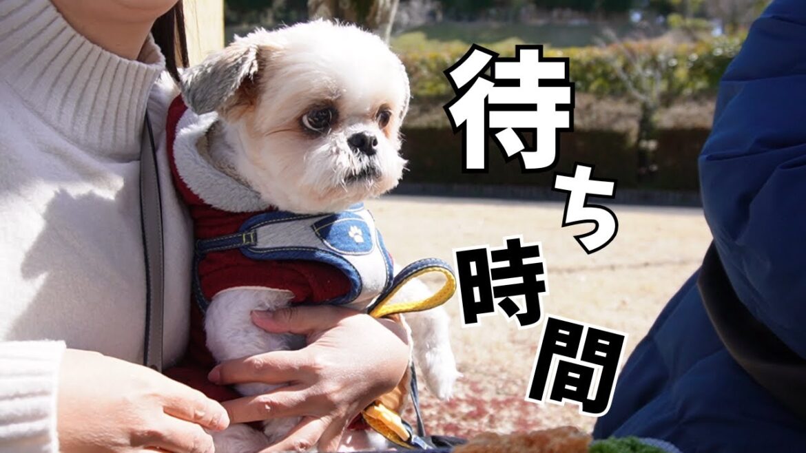 【シーズートリミング待ち時間】山の上の公園で遠足したら最高すぎたwww～多頭飼い～チワワ シーズー ミニチュアピンシャー トイプードル