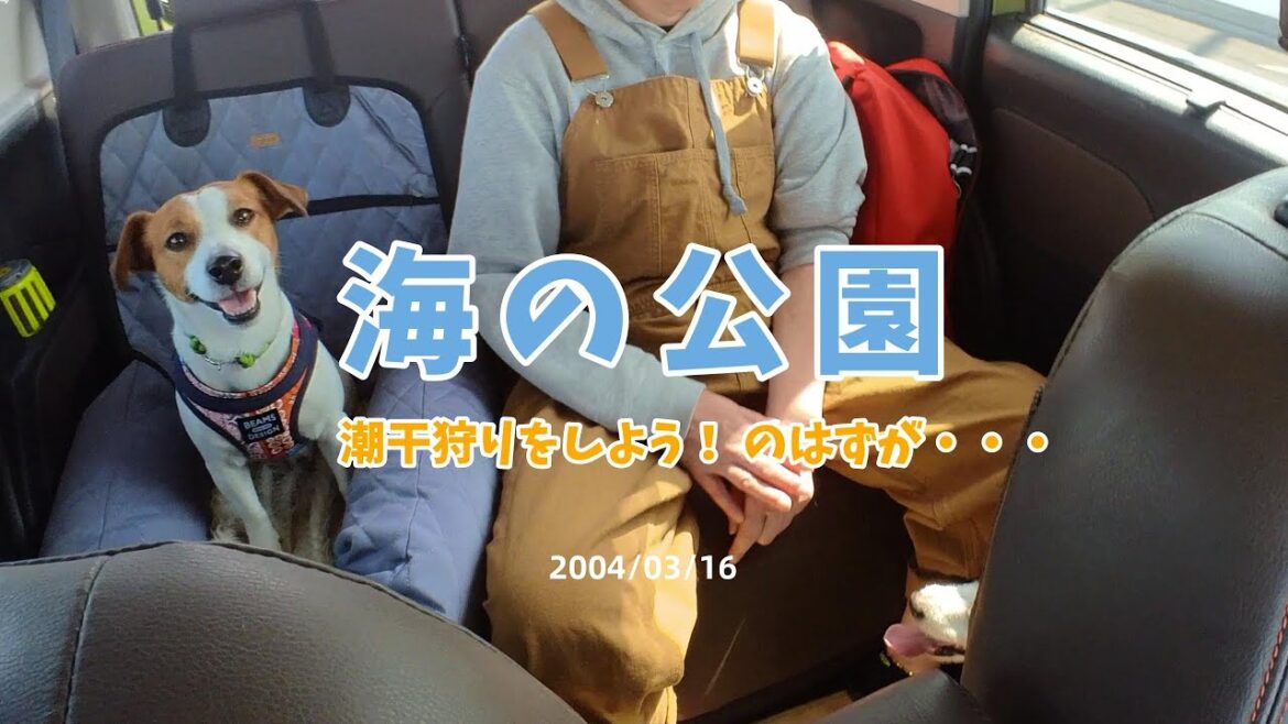 【金沢区海の公園】潮干狩りをしようと思ったのに…🐶#jackrussellterrier#ジャックラッセルテリア#海の公園