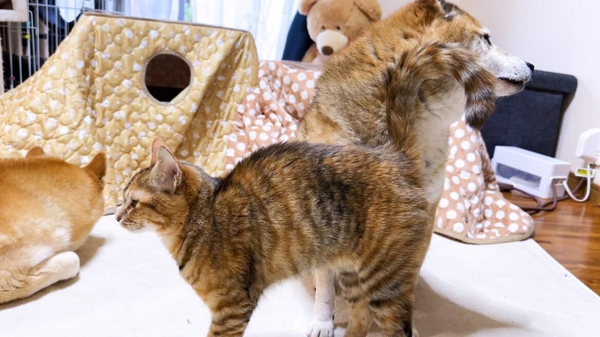 猫のスリスリ時に当たる尻尾をプイする柴犬が面白すぎます