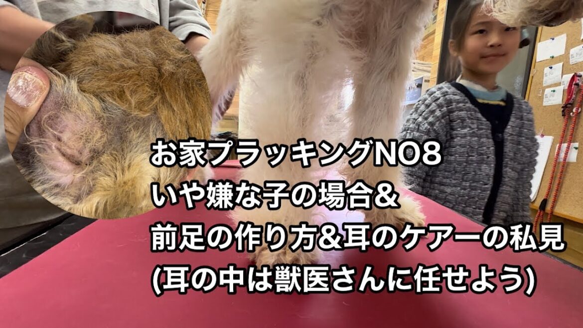お家プラッキング　前足の作り方と耳について