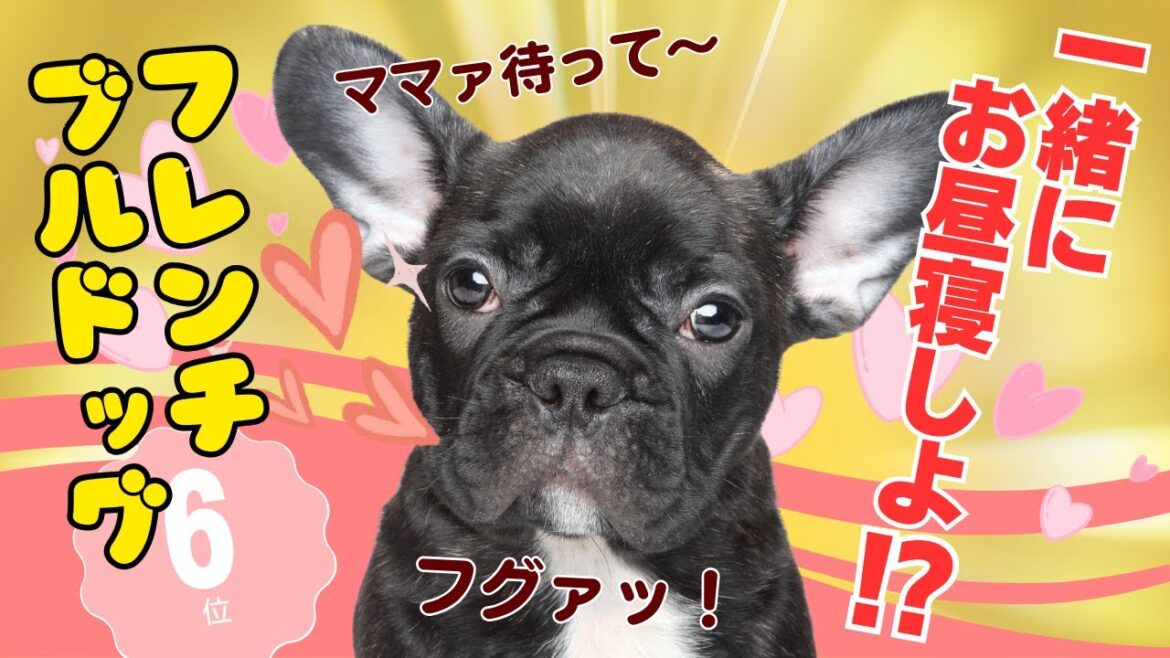 【徹底解説】フレンチ・ブルドッグ💖を飼うなら知らないとヤバイ！（初心者必見の注意点）