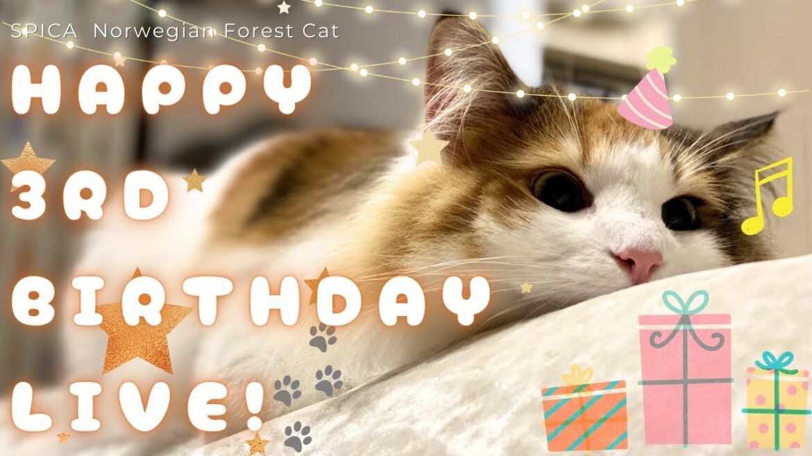 北欧猫スピカ3歳のお誕生日生放送!今年もおもちゃを買ってきました【シャム猫/シャムミックス&ノルウェージャンフォレストキャット】#cat #japanesecat 北欧猫スピカ3歳のお誕生日生放送!今年もおもちゃを買ってきました【シャム猫/シャムミックス&ノルウェージャンフォレストキャット】#cat #japanesecat