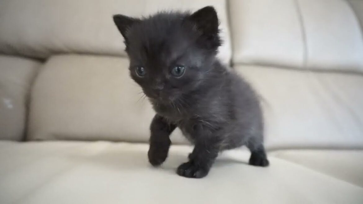 セルカークレックス子猫　2024.2.3産まれ 　ブラックスモーク　　女の子　Selkirk Rex　シーダキャット猫のお店