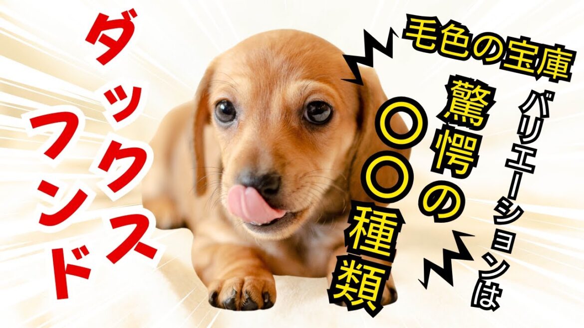 【ダックスフンドの秘密】驚くべき種類のバリエーション! 【ダックスフンドの秘密】驚くべき種類のバリエーション!