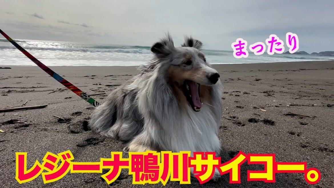 【シェルティ】オーシャンビューのホテルに泊まってニッコリあくびw＃シェルティ. #ブルーマール. ＃Sheltie. ＃shetland sheepdog.＃銀色シェルティ・ルカ侍.