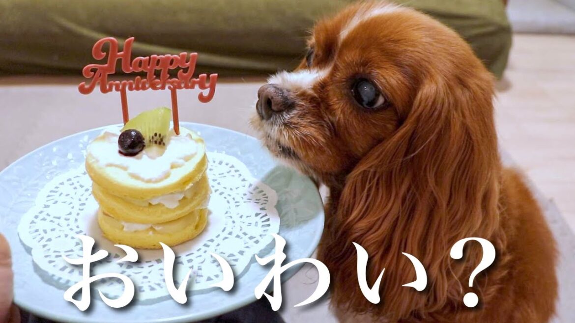 【うちの子記念日】手作りの犬用ケーキでお祝いしたら感動の食べっぷりだったw🎂【元保護犬 / キャバリア】