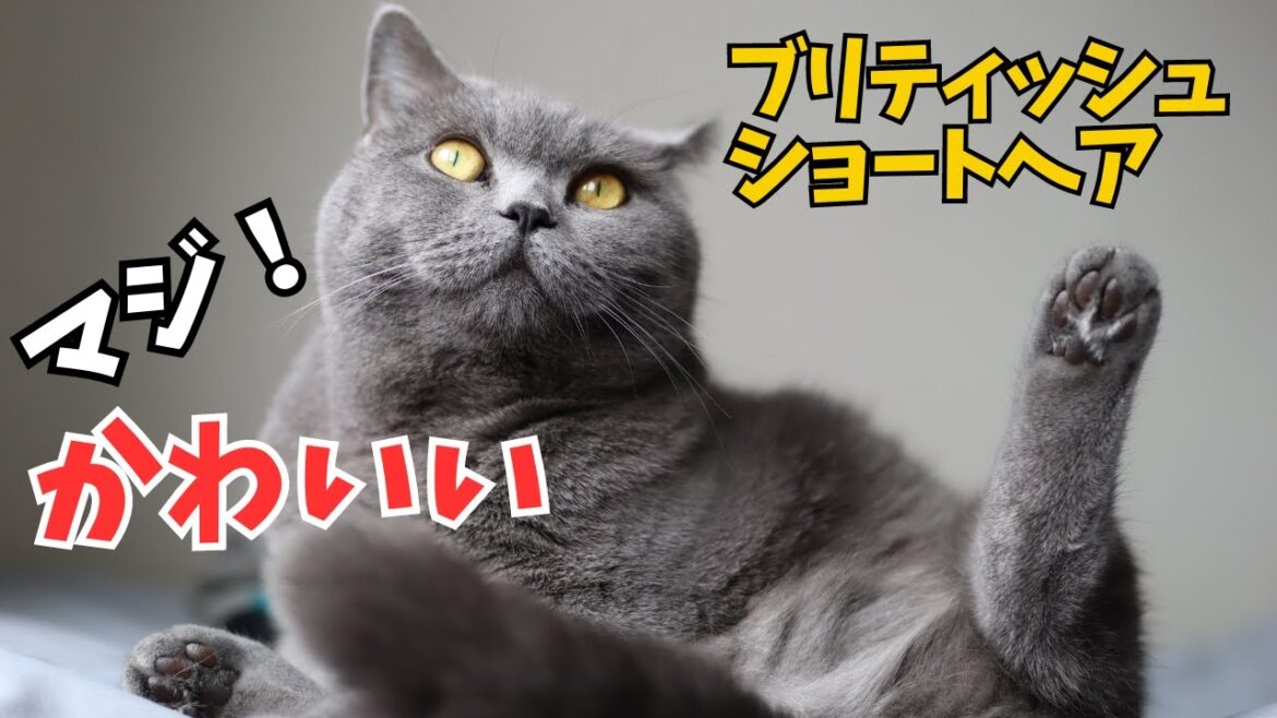 ブリティッシュショートヘアはマジでかわいい！行動が不思議でかわいすぎです笑