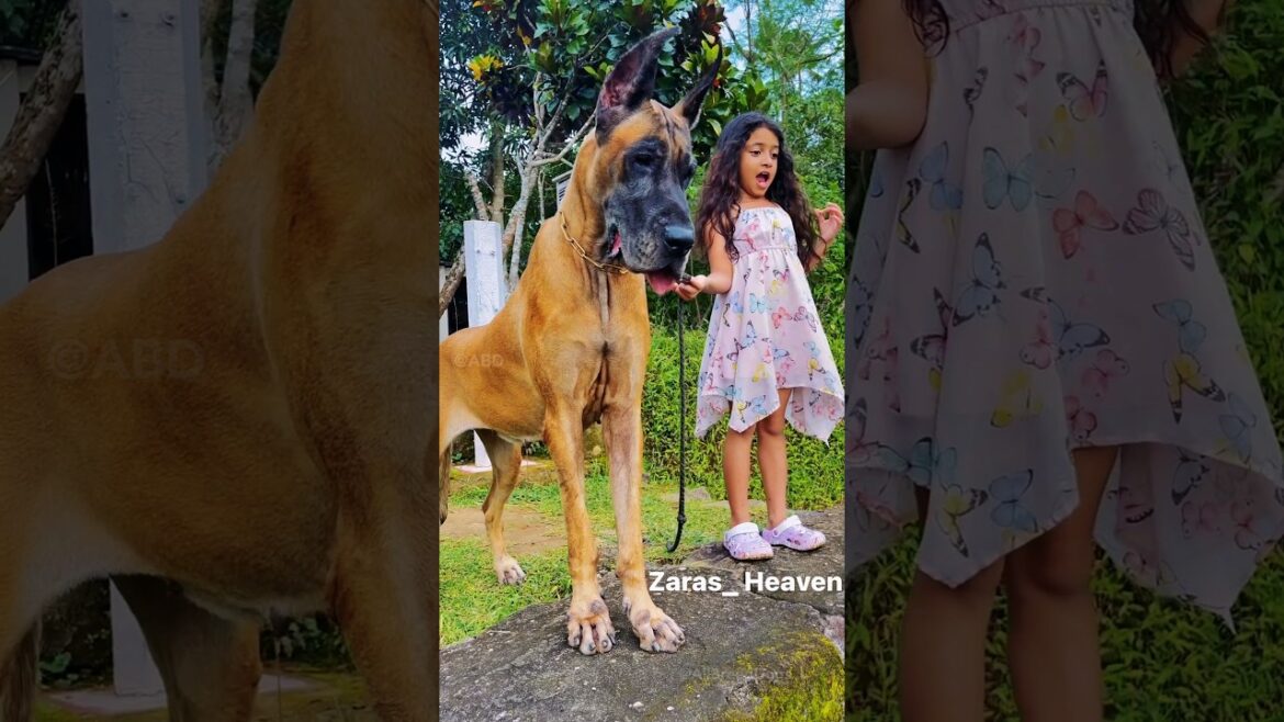 7 most deadliest dog breeds in the world 🥵🔥🔥 #shorts 7 most deadliest dog breeds in the world 🥵🔥🔥 #shorts