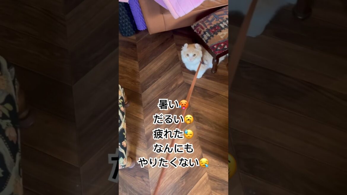 リード訓練に飽きた仔猫　#shorts　#猫 　#キンカロー