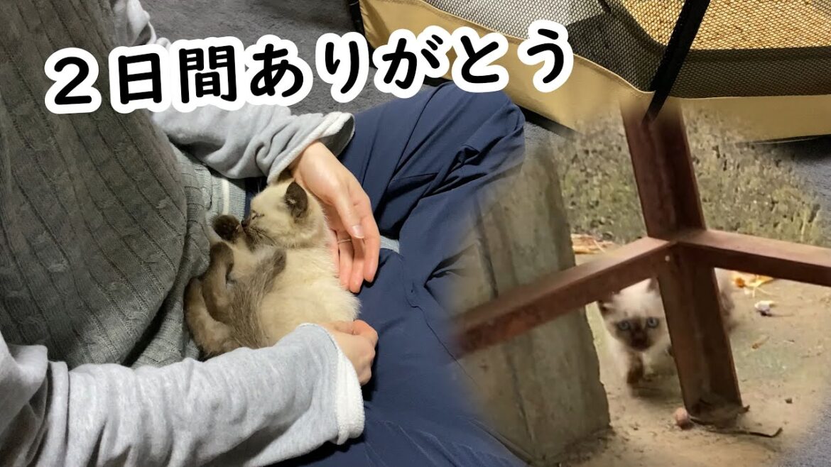 ゴミ捨て場に捨てられた子猫の記録