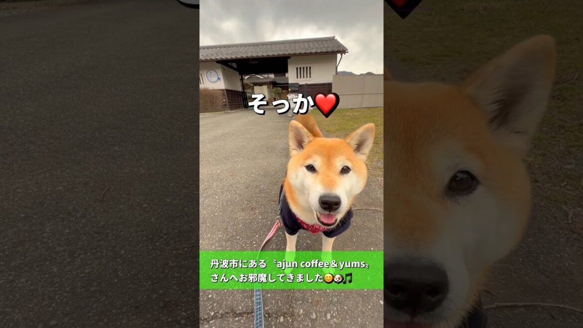 珍しくドッグランで大はしゃぎ😂#柴犬 #チワワ #shorts