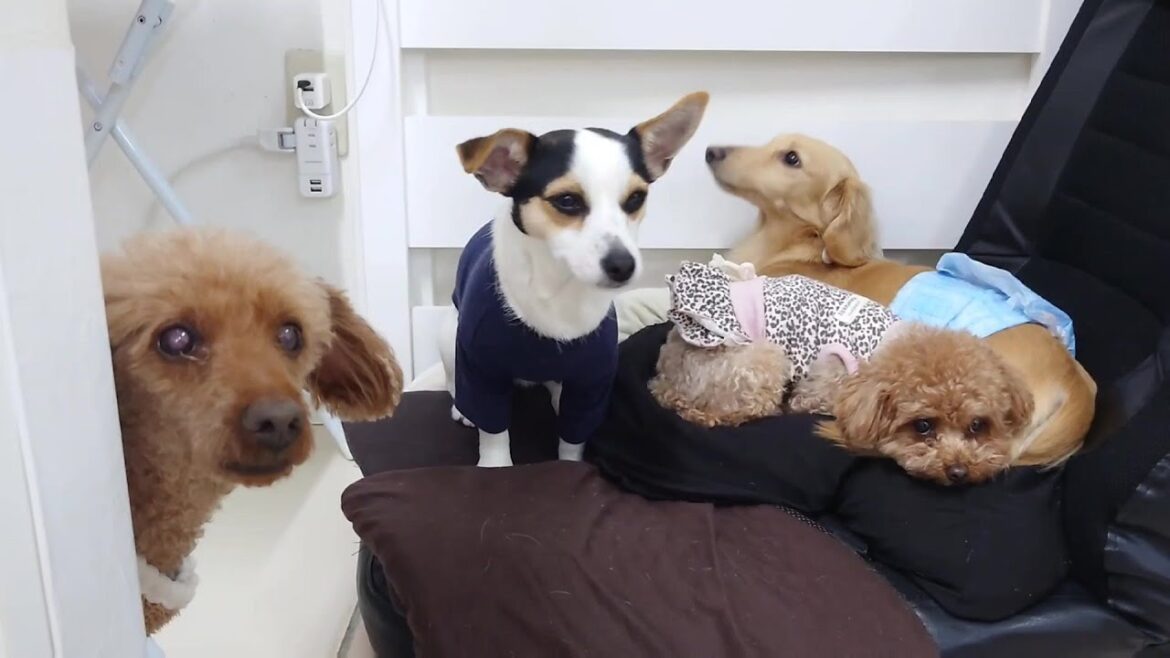 チワジャックのうららちゃん、男子に人気　🐶ひみつきちなう！②🐶  2024年3月21日