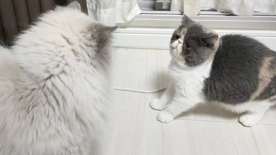 成猫に絡みすぎて説教される子猫がこちら