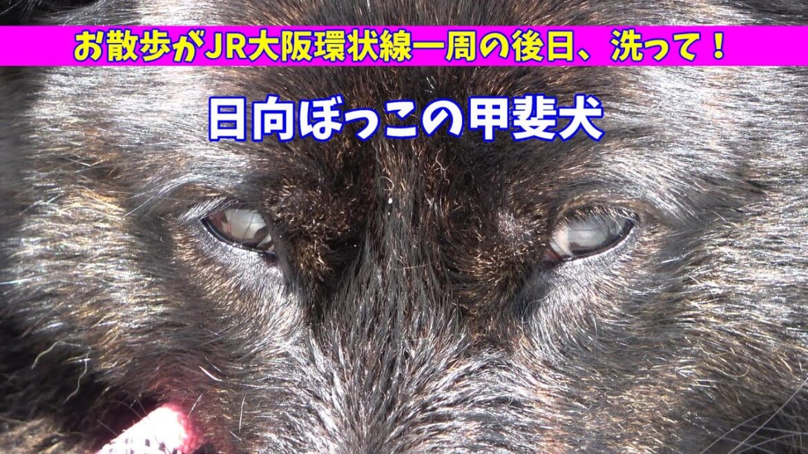 JR大阪環状線の周りをお散歩一周した翌日は洗ってのんびり日光浴‐　甲斐犬いち