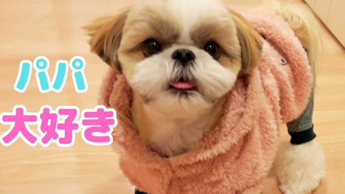 【パパ大好き犬】シーズーあいすとパパの幸せな日常Shihtzu Ice really loves dad
