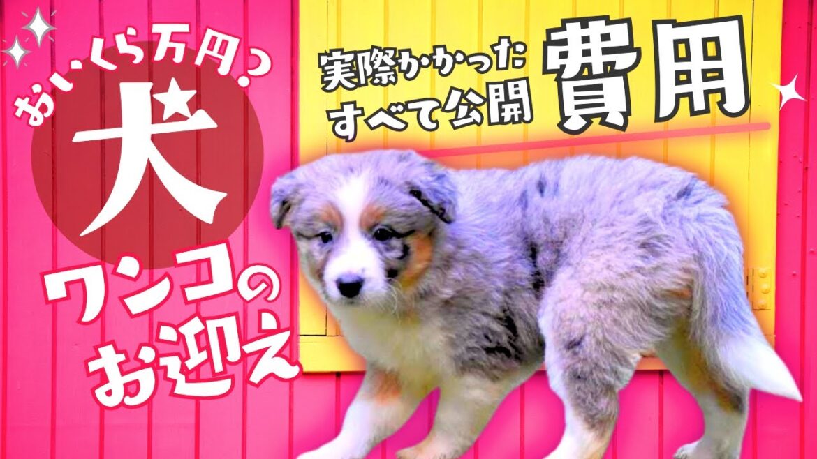 犬を飼うのに おいくら必要？我が家のボーダーコリーの場合。