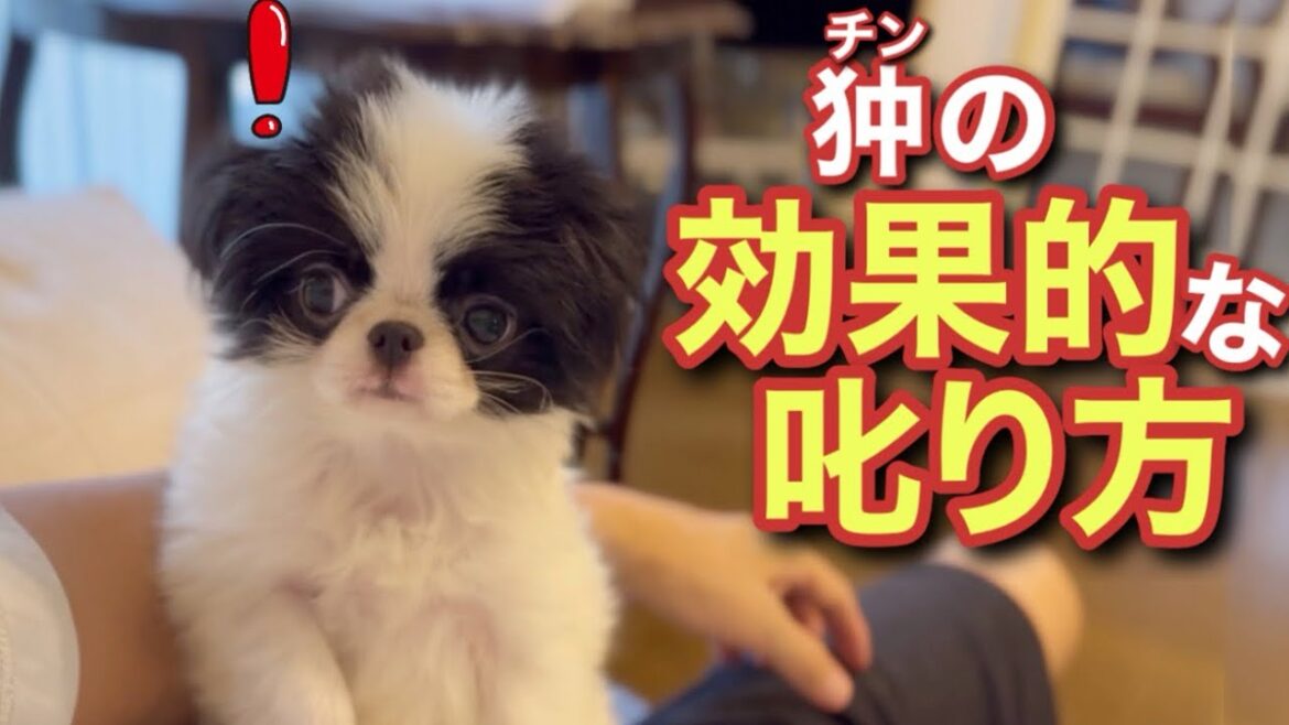 褒めて伸ばす？飼いやすい小型犬狆の叱り方はコレだけで十分