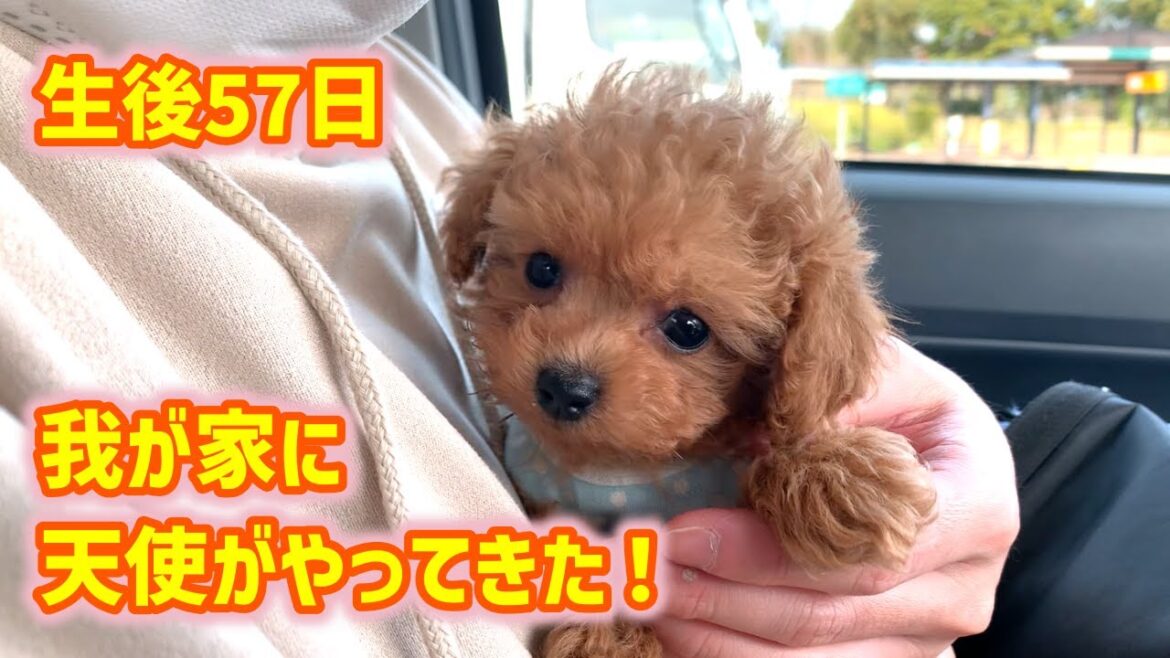 【お迎え初日】小さくて可愛すぎる生後57日の極小マイクロティーカップの子犬を家族に迎えました！