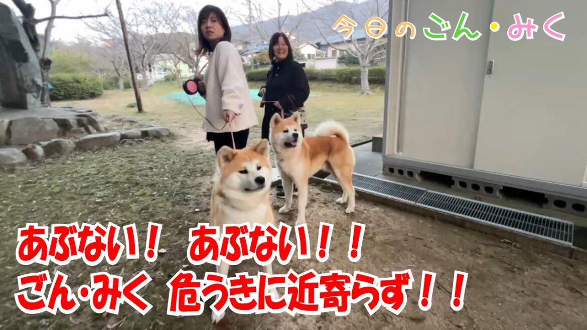 あぶない! あぶない!! ごん・みく 危うきに近寄らず!! 今日のごん・みく♡ 秋田犬【ごん・みく チャンネル】 あぶない! あぶない!! ごん・みく 危うきに近寄らず!! 今日のごん・みく♡ 秋田犬【ごん・みく チャンネル】
