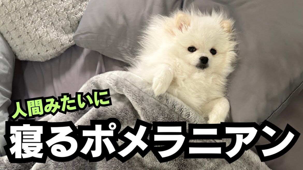 人間みたいなポメラニアンの可愛さをまとめてみました