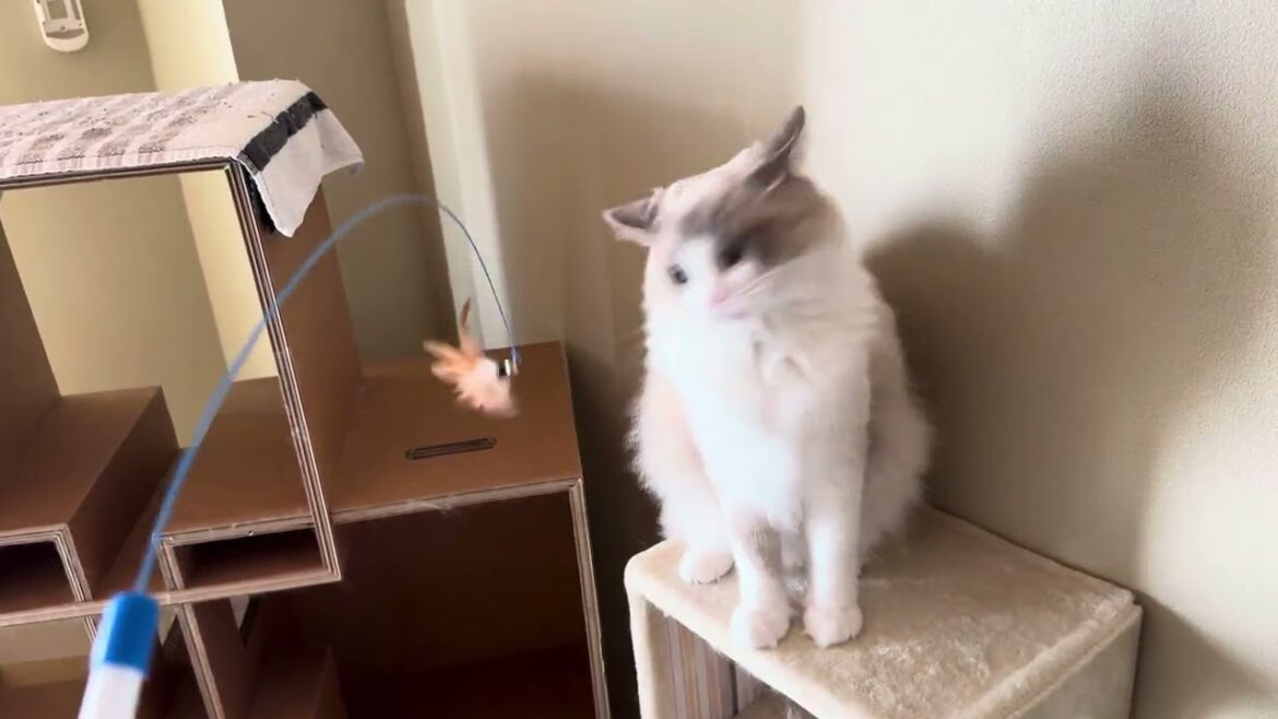 ニケのお気に入り【ラグドールメインクーン】ある日の猫c303