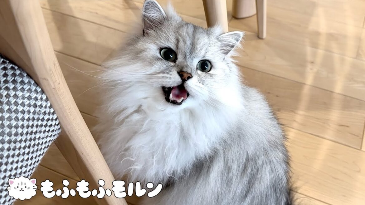 もふもふ猫兄妹の可愛い甘え方を比べてみました 【サイベリアン】