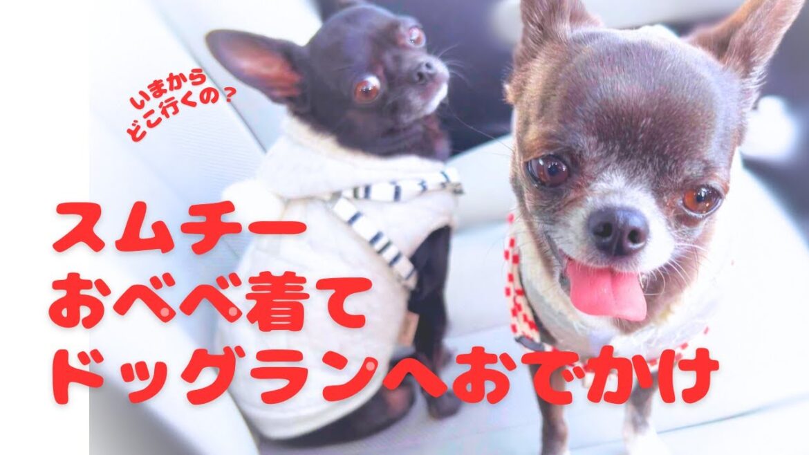 スムースチワワ多頭飼い ドッグランへおでかけしました