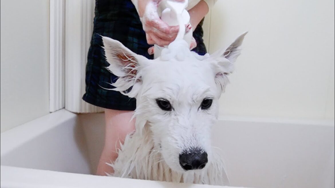お風呂嫌いな犬が分かりやすく絶望する様子が可愛すぎましたw【サモエド】